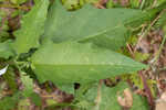 Horse nettle